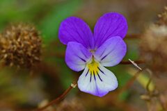 Viola tricolor curtisii