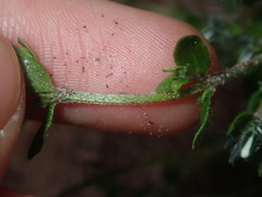 Orianthera serpyllifolia