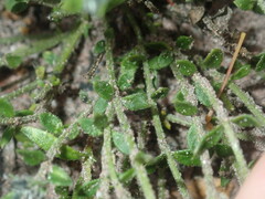 Orianthera serpyllifolia