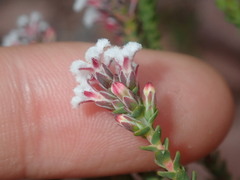 Styphelieae