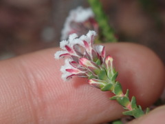 Styphelieae