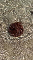 Coscinasterias muricata