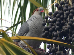 Lopholaimus antarcticus