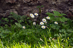 Bellis perennis