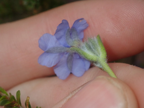 Image of Dampiera linearis by (c) Thomas Mesaglio, some rights reserved (CC BY)