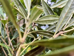 Fagaceae