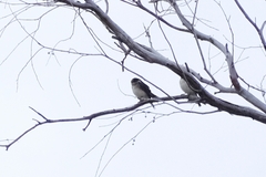 Petrochelidon nigricans