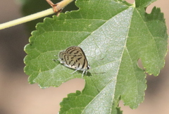 Tarucus balkanica