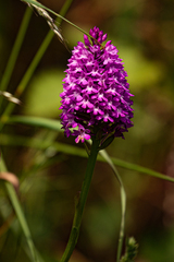 Anacamptis pyramidalis