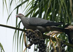 Lopholaimus antarcticus