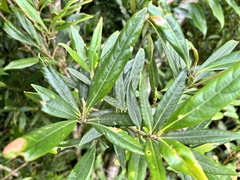 Fagaceae
