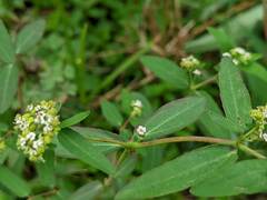 Euphorbia hypericifolia