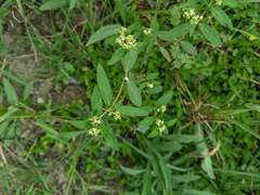 Euphorbia hypericifolia