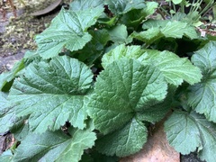 Geum macrophyllum