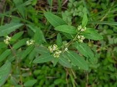 Euphorbia hypericifolia