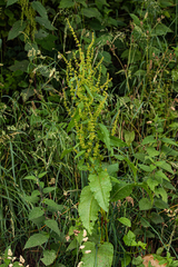 Rumex