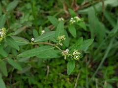 Euphorbia hypericifolia