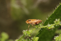 Aphrophoridae