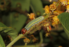 Eudaminae