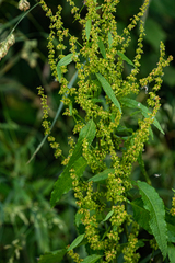Rumex