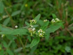 Euphorbia hypericifolia