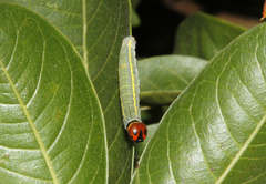 Eudaminae