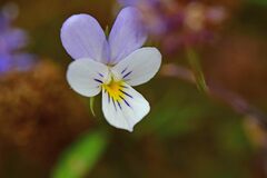 Viola tricolor curtisii
