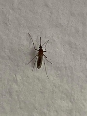 Aedes vexans