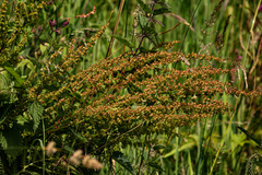 Rumex
