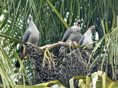 Lopholaimus antarcticus