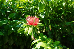 Hibiscus schizopetalus