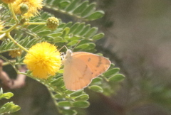 Colotis fausta