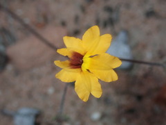 Goodenia trinervis