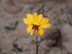 Goodenia trinervis