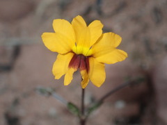 Goodenia trinervis