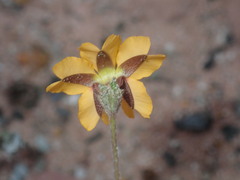 Goodenia trinervis