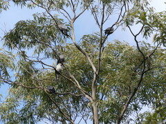 Lopholaimus antarcticus