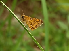 Ampittia dioscorides camertes