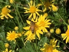 Apis dorsata
