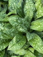 Pulmonaria