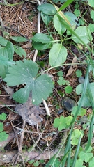 Ranunculus