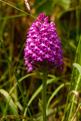 Anacamptis pyramidalis