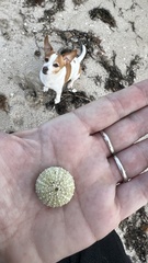 Heliocidaris erythrogramma