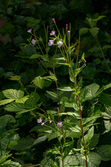 Epilobium