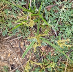Cyperus iria