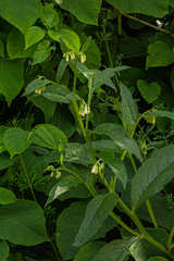 Symphytum officinale