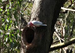 Eolophus roseicapilla