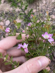 Boronia albiflora