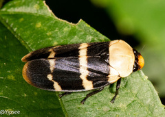Phymatostetha semele