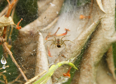 Aglaoctenus lagotis